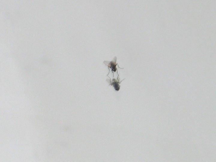 515_Fly_on_mirror_12x16_300dpi_2004-05-08_s50-ori-0071