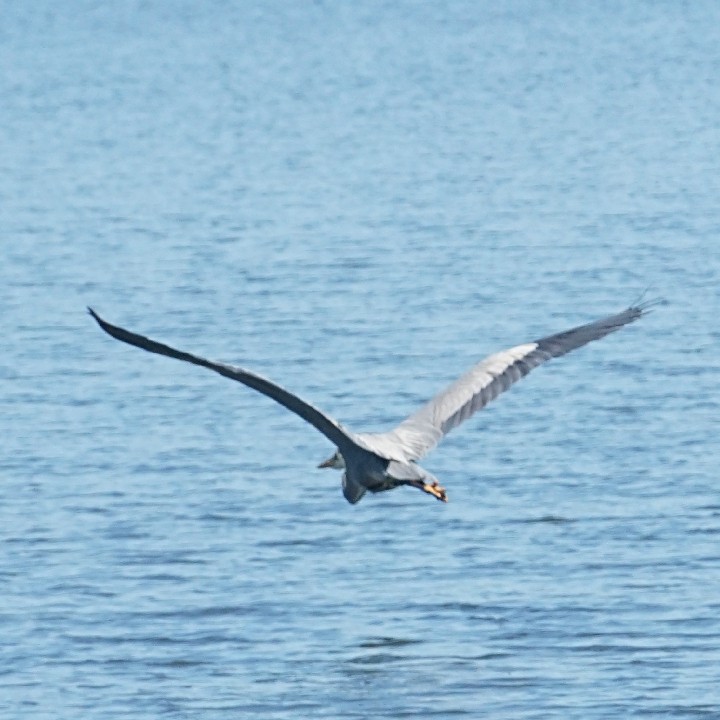 BlueHeronRocklandLake_SNY_DSC04309_20220625