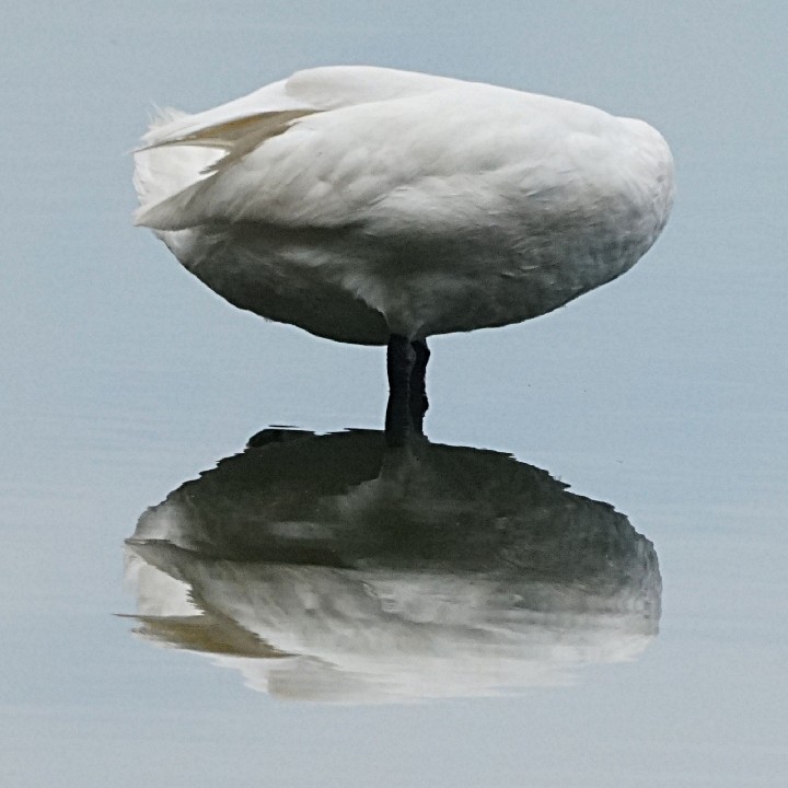 SwanAndItsReflectionRocklandLake