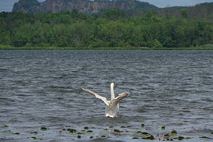 SwanRocklandLake_12x18_SNY_DSC03716_20220618