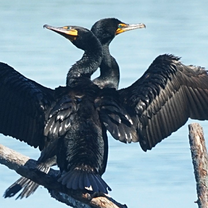 TwoCormorantsRocklandLake_SNY_DSC04122_20220625
