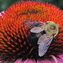 504_BeeOnFlower_300ppi_12x16_20100626_IMG_0513