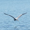 BlueHeronRocklandLake_SNY_DSC04309_20220625