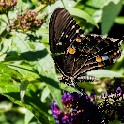 Butterfly Nyack-b__O8044422_20130804
