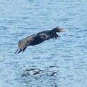 FlyingCormorant_SNY_DSC04082_20220625