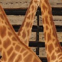 Giraffes_Paris_2015_Olympus20150814_8336