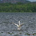 SwanRocklandLake_12x18_SNY_DSC03716_20220618