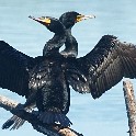 TwoCormorantsRocklandLake_SNY_DSC04122_20220625
