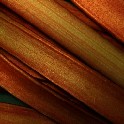 _Rhubarb_20160422_2802_corr-d_18x18