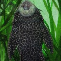 catfish_in_fish_tank_IMG_5744a_2011-01-15