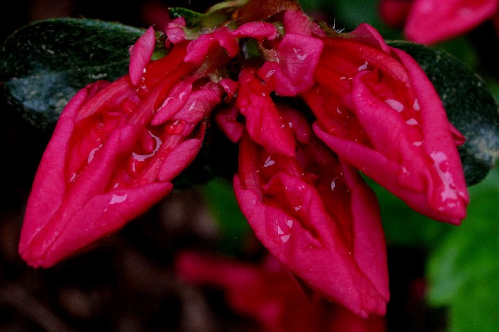 304da_Nyack_Azalea_300ppi_12x18_IMG_6842_20110514