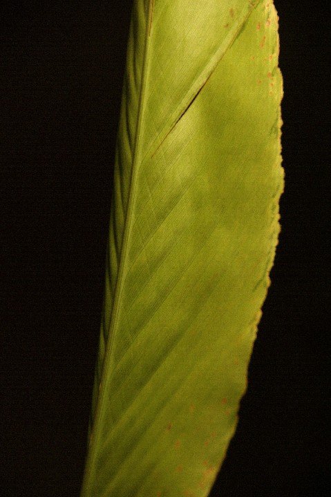 311_Ginger_Leaf_2010-01-06_300dpi_12x18_IMGP0173