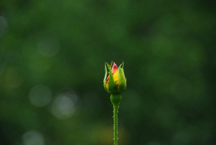 315_Flowering Bud 12x18 300ppi IMGP5440
