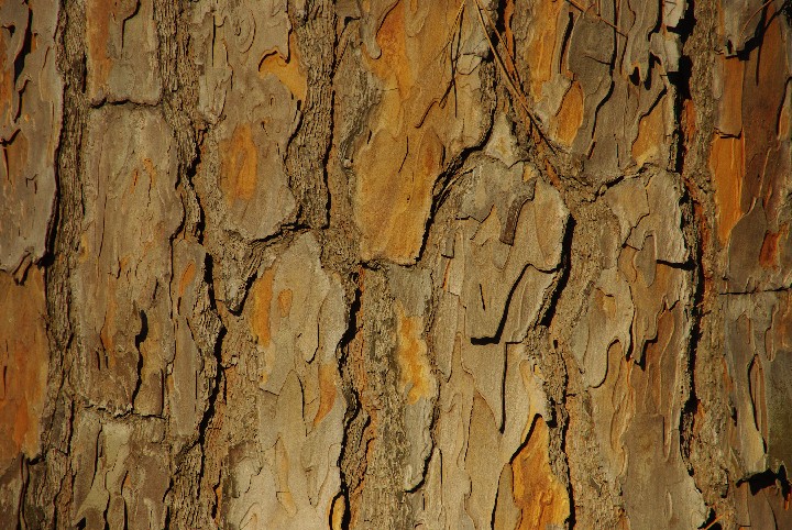 330_Umbrella Pine Rome 300ppi 12x18 2008 IMGP7026