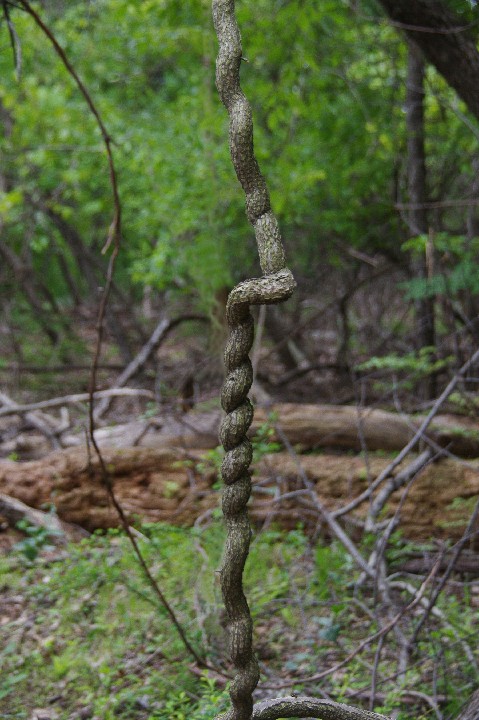 357_Twisting Vine Bear Mt 12x18 300ppi 20100509 IMGP1937