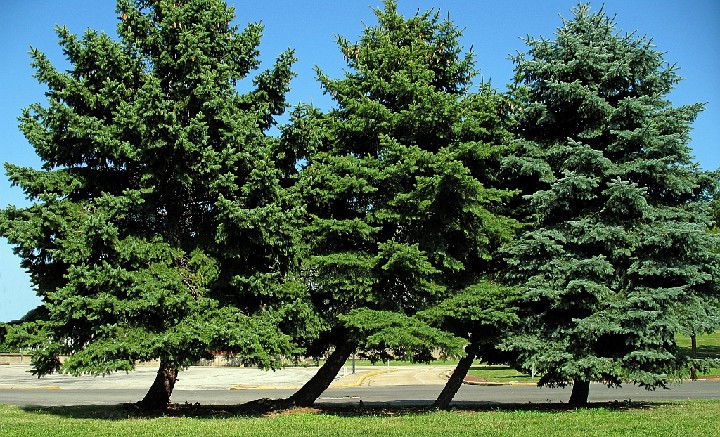 358_Four_Trees_IMG_0194
