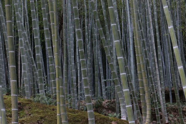 BambooForest_web_IMG_1155