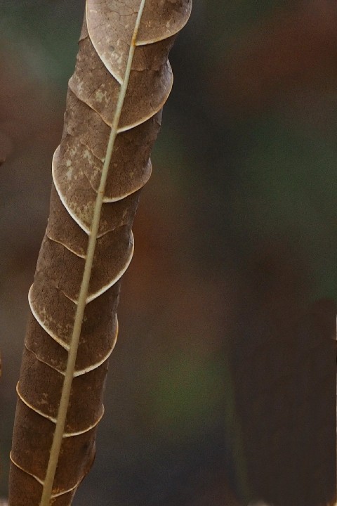 CurledLeaf_20171104_web_142704_PB044918_4899