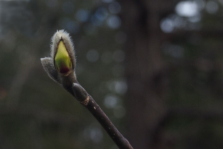 December_Magnolia_Bud_Nyack_2011-12-28_12x18_300ppi_P1010773-Edit01a