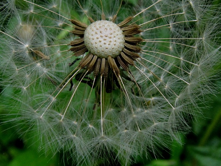 Nyack_Dandelion_cropped_12x16_IMG_6771_20110514