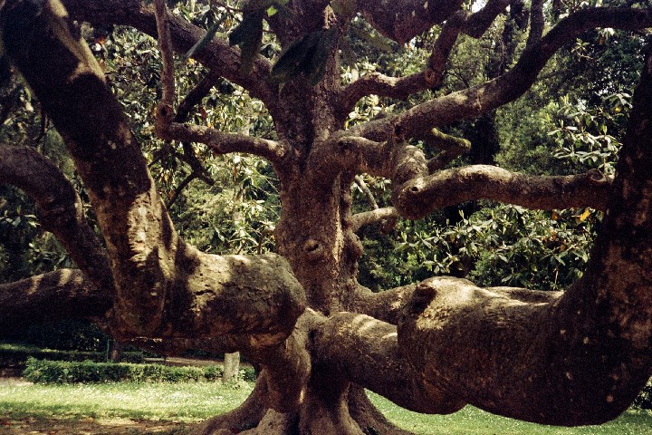 TreeCaserta_crop-d_adj-1_70560021