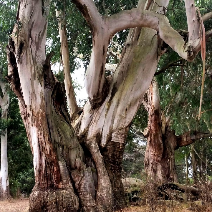 TreeGoldenGatePark_18x18_IMG_20170815_225114_090