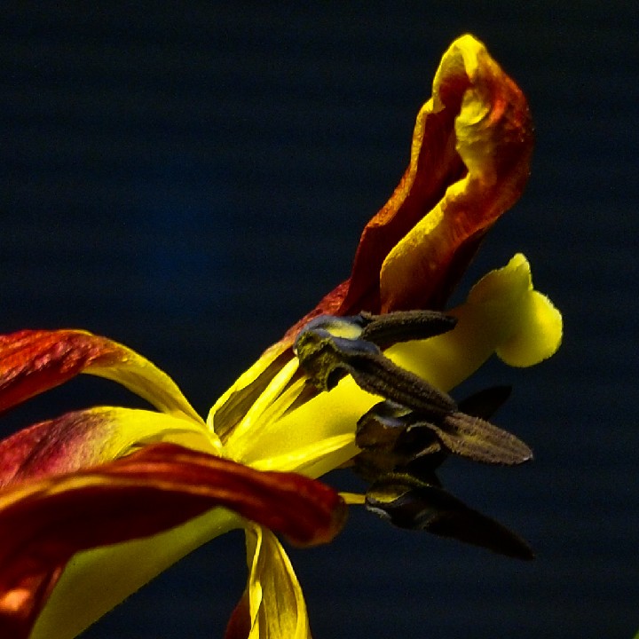 Tulips_20120330_O3302426-2