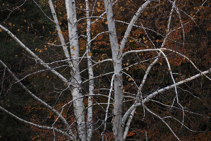 _20171104_151445_PB044973_4954