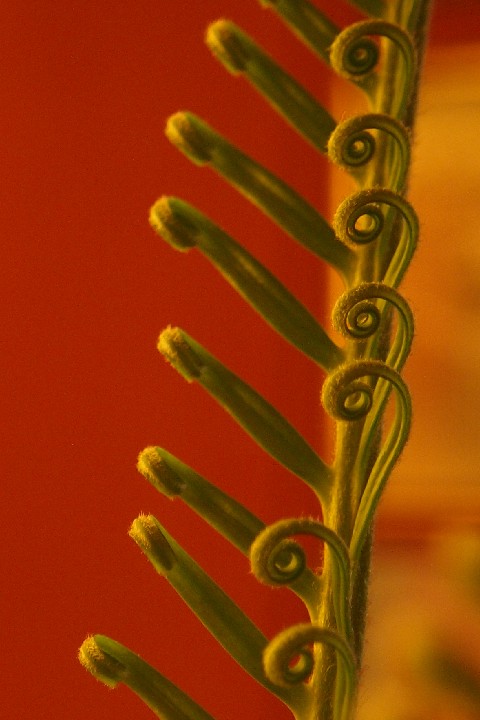 crop_Beautiful_Fern_E14_St_O6244017_06242012