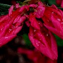 304da_Nyack_Azalea_300ppi_12x18_IMG_6842_20110514