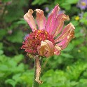 304g_Pink_flower_past_its_prime_300ppi_12x12_2010-08-15_IMG_4061