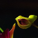 305_Flower_300dpi_12x18_ver2_IMGP3075
