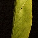 311_Ginger_Leaf_2010-01-06_300dpi_12x18_IMGP0173