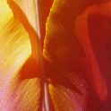 311b_Tulip 20100423 12x18 300ppi IMGP1654