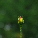 315_Flowering Bud 12x18 300ppi IMGP5440