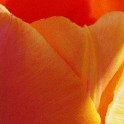 317a_Tulip_TSP_cropped1_12x18_300ppi_IMGP1703