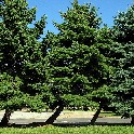 358_Four_Trees_IMG_0194