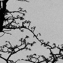 375_Cut Paper Branches  IMGP1201
