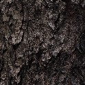 Bark_web_20171104_142902_PB044931_4912