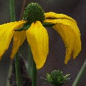 Black-Eyed Susan New Year's Day NYC_StuyCovePark_20120101_O1011002-Edit-Edit