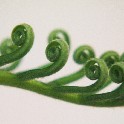 Curling_Leaves_O1014182_01012011