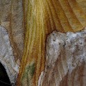 Decaying_Leaf_12x16_300ppi_20101119_IMG_1090