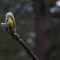December_Magnolia_Bud_Nyack_2011-12-28_12x18_300ppi_P1010773-Edit01a