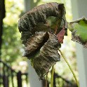 Dried Lotus Leaf_Nyack_OA134545_20131013