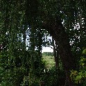 Giverny