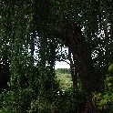 Giverny_corr-a 500_IMGP0258