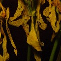 IMGP6033