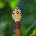 Magnolia_Tompkins_Sq_Park_O6304074_06302012