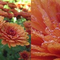 Morning_Dew-diptych-IMG_2421-20111009