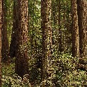MuirWoods_20170907_140410_P9073499_3494